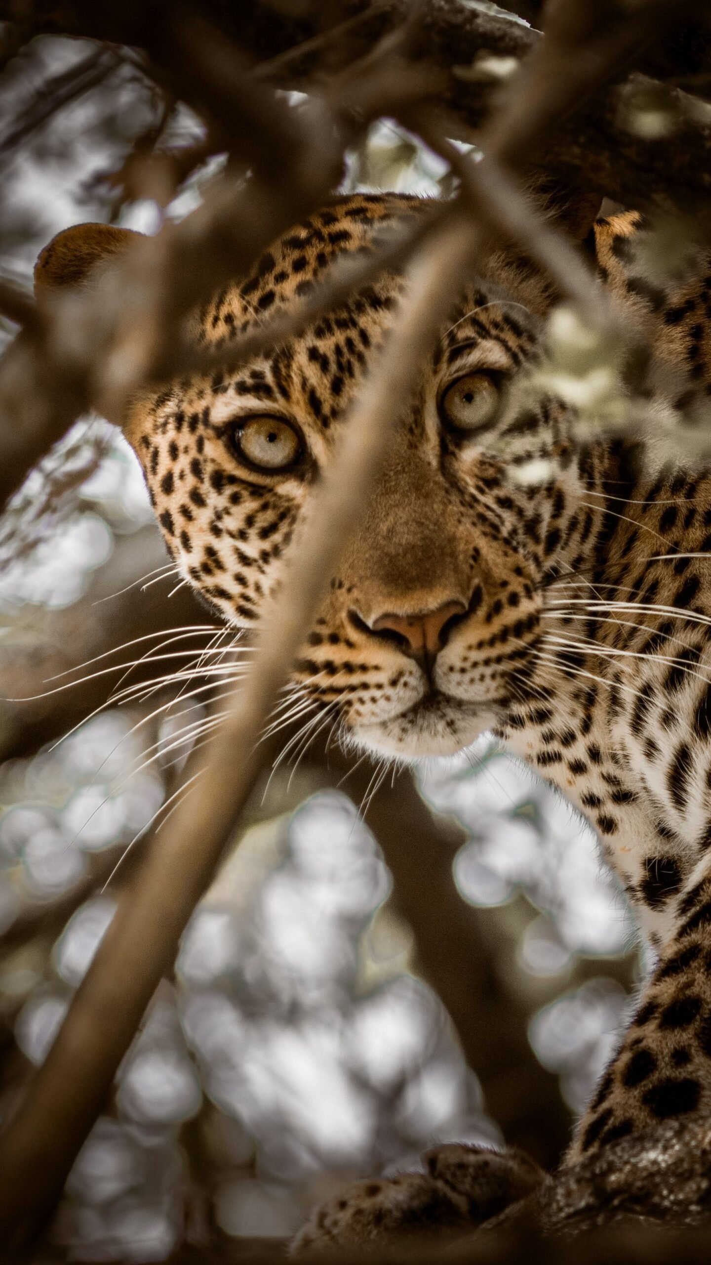 Primo piano di ghepardo, foto naturalistica ad alta nitidezza