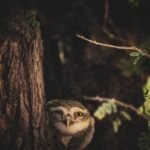 Gufo nel bosco, foto naturalistica ad alta nitidezza