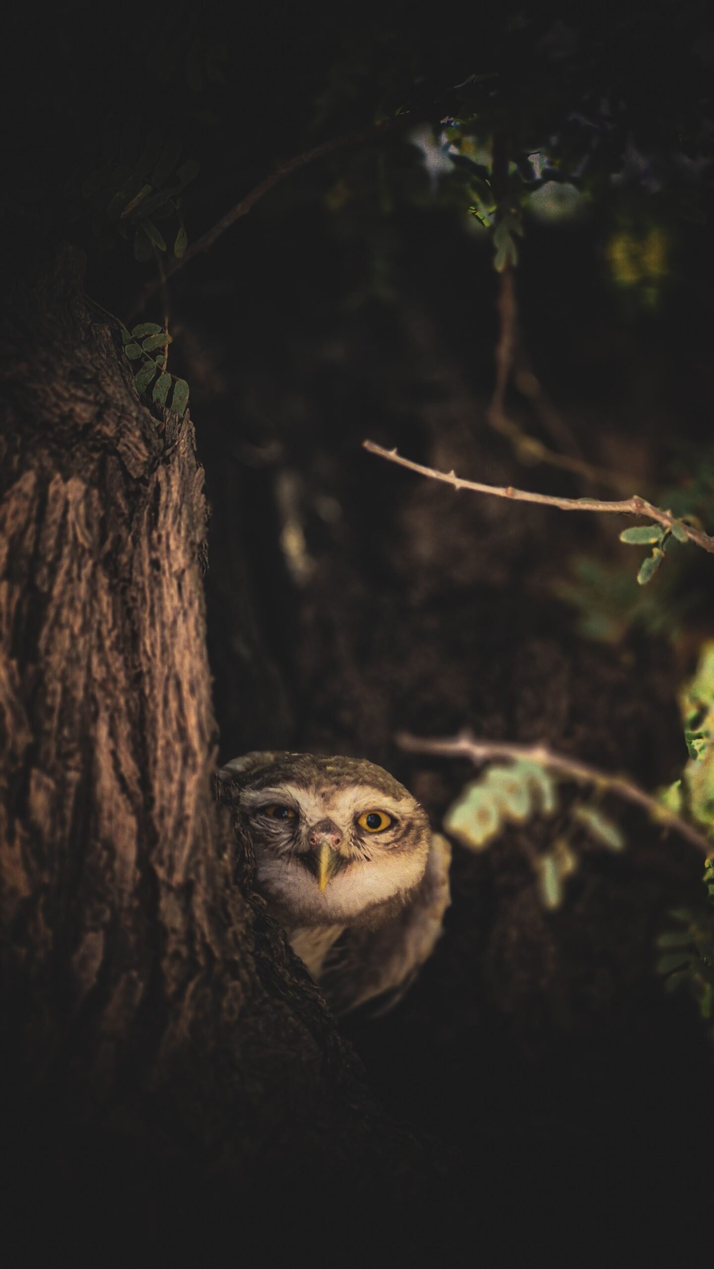 Cinque suggerimenti per scattare foto wildlife più nitide